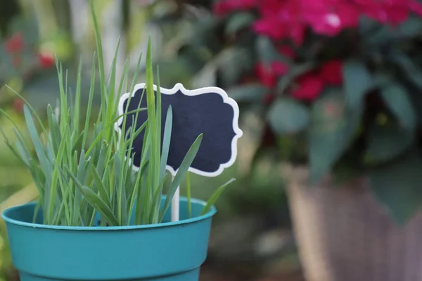 Gras Voor Kat Groeit Een Pot Tuin — Stockfoto