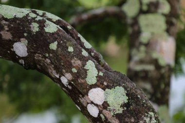 Ağaç gövdesinde farklı renkte güzel bir yosun