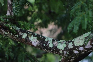 Ağaç gövdesinde farklı renkte güzel bir yosun