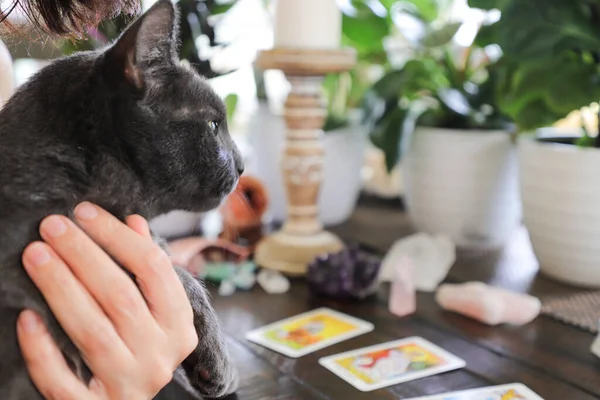 Miami mi? Florida mı? ABD. 27.05.2020 Tarot kartı. Esrarengiz natürmort. Safkan kediyi kadın ellerine teslim et. Tahta bir masanın arka planında tarot kartları ve kristaller vardı. Sanat odaklı
