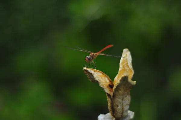 Libelle Auf Einer Getrockneten Blume — Stockfoto