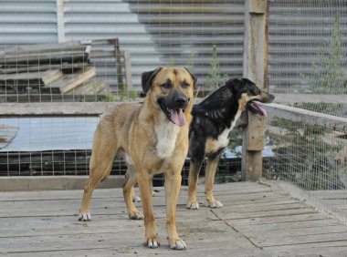 Barınakta iki köpek