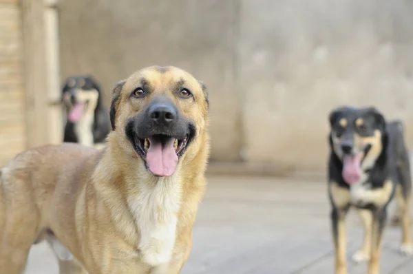 Tres Perros Sacaron Sus Lenguas — Foto de Stock