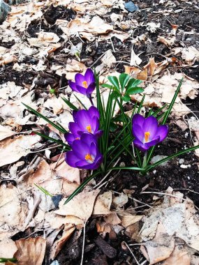 Timsahlar. Mavi timsahlar. İlkbaharda timsahlar büyür. safran