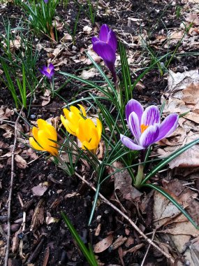 Timsahlar. Renkli timsahlar. İlkbaharda timsahlar büyür. safran