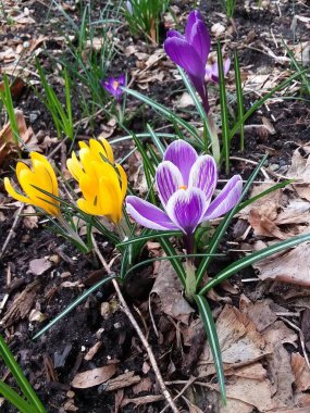 Timsahlar. Renkli timsahlar. İlkbaharda timsahlar büyür. safran