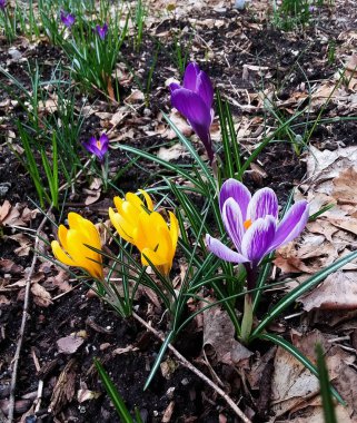 Timsahlar. Renkli timsahlar. İlkbaharda timsahlar büyür. safran