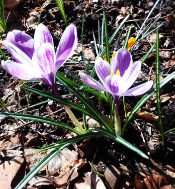 Timsahlar. Renkli timsahlar. İlkbaharda timsahlar büyür. safran