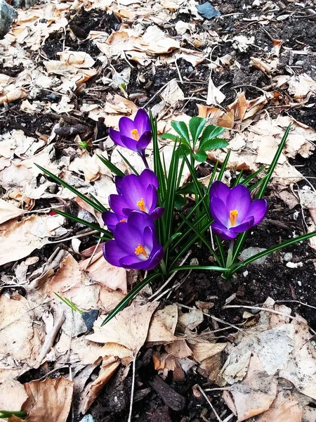 Timsahlar. Mavi timsahlar. İlkbaharda timsahlar büyür. safran
