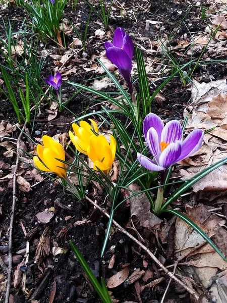 Timsahlar. Renkli timsahlar. İlkbaharda timsahlar büyür. safran