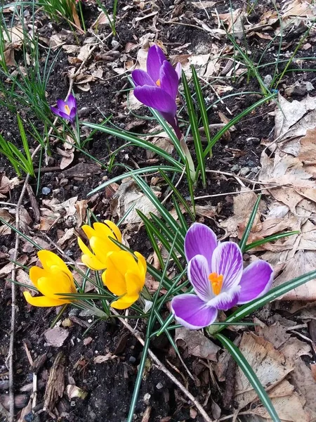 Timsahlar. Renkli timsahlar. İlkbaharda timsahlar büyür. safran