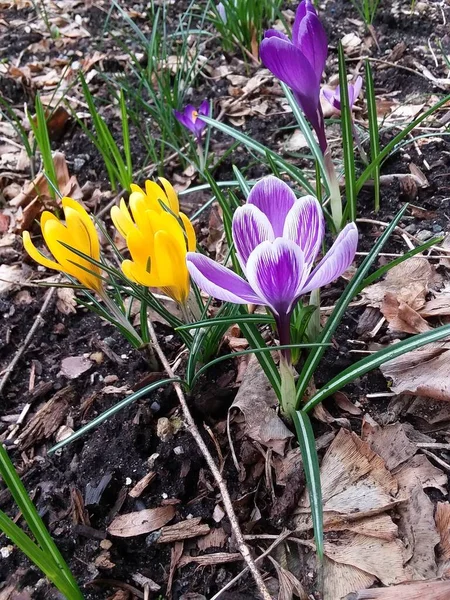 Crocuses Colored Crocuses Crocuses Growing Spring Saffron — Stock Photo, Image