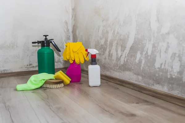Black mold in the corner of room wall and spray bottle with mildew removal products. Preparation for mold removal.
