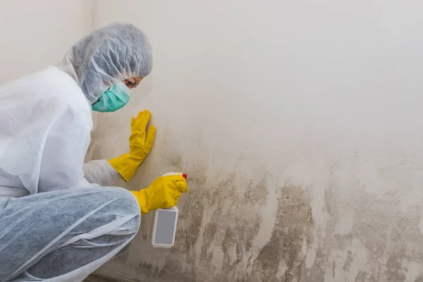 Großaufnahme Einer Reinigungskraft Entfernt Schimmel Von Der Wand Mit Sprühflasche — Stockfoto