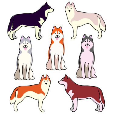 Bir köpek çizimi seti. Laika 'nın köpekleri, Sibirya Husky' si, Alaska Malamute 'u. Kızak köpeklerinin güzel bir çizimi.
