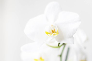 Beyaz arka planda orkide. Beyaz arka planda penaenopsis. Metin için boş yer.