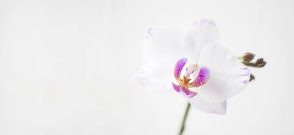 Orchid White Background Phalaenopsis White Background Empty Place Text — Stock Photo, Image