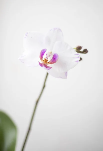 Orchid White Background Phalaenopsis White Background Empty Place Text — Stock Photo, Image