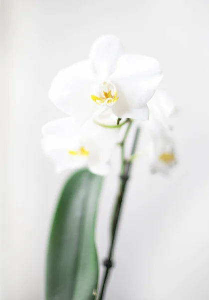 Beyaz Arka Planda Orkide Beyaz Arka Planda Penaenopsis Metin Için — Stok fotoğraf