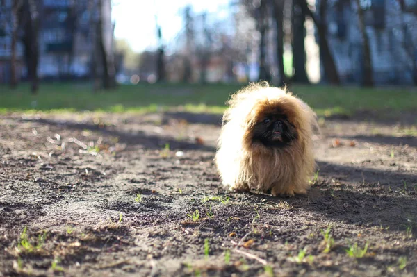 Horisontella Fotobarn Hund Pekingese Promenader Våren Park Koncept Banner För — Stockfoto