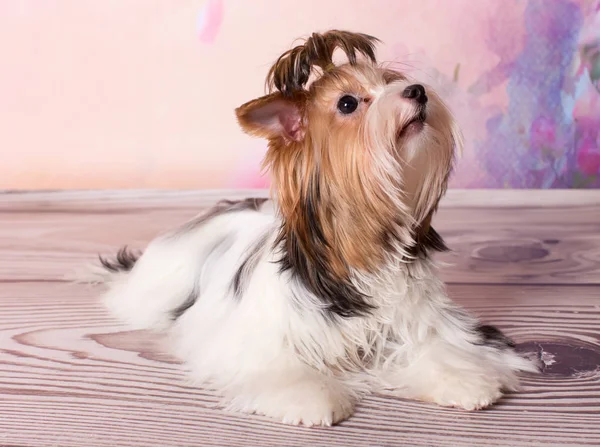 Bonito Pequeno Terrier Chão — Fotografia de Stock