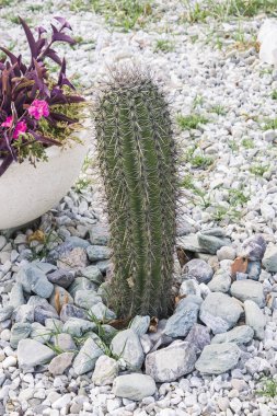 Kaktüs bahçesinde çok sayıda iğne yetişen güzel ve dikenli kaktüsler. Kapat..