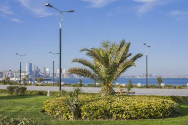 Tek başına duran bir ağacı olan şehir manzarası. Bakü Azerbaycan şehrinin sahil parkı dekoratif ağaçlarla kaplı..