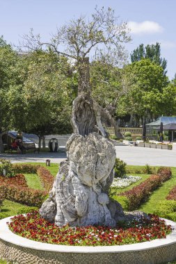 Tek başına duran bir ağacı olan şehir manzarası. Bakü Azerbaycan şehrinin sahil parkı dekoratif ağaçlarla kaplı..