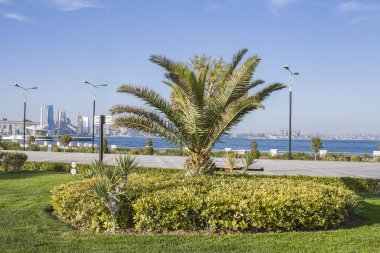 Tek başına duran bir ağacı olan şehir manzarası. Bakü Azerbaycan şehrinin sahil parkı dekoratif ağaçlarla kaplı..