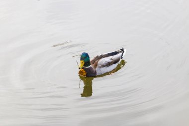 Yalnız bir ördek sonbaharda donmamış bir gölette yüzer..