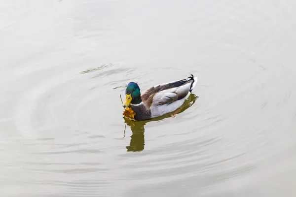 Lone Duck Swims Unfrozen Pond Late Autumn — Stock Photo, Image