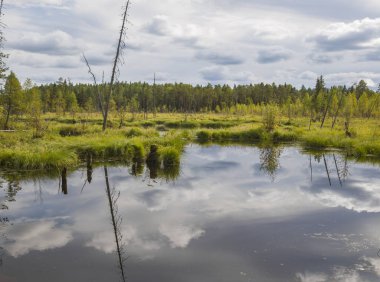 Rusya Federasyonu 'nun Arkhangelsk bölgesindeki Tayga Tundra iklim bölgesinde geçilemez bir bataklık..