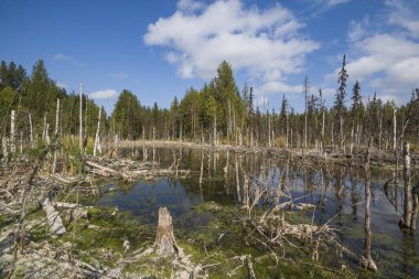 Rusya Federasyonu 'nun Arkhangelsk bölgesindeki Tayga Tundra iklim bölgesinde geçilemez bir bataklık..