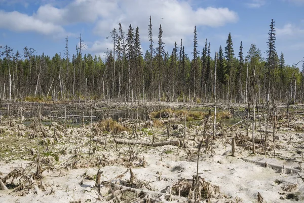 Impassable Swamp Taiga Tundra Climate Zone Arkhangelsk Region Russian Federation — Stock Photo, Image