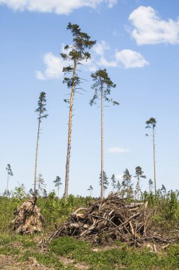 Orman manzarası ve tek başına duran bir ağaç. Uzun bir kozalaklı ağaç ormanda tek başına duruyor..