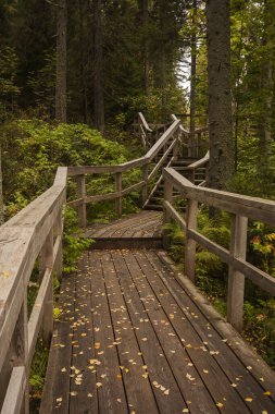 Karelia ormanında ahşap güzel bir yol.