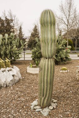 Parkta büyüyen çiçekli büyük yeşil bir kaktüs. Derin kaburgaları ve büyük keskin iğneleri olan bir kaktüs..