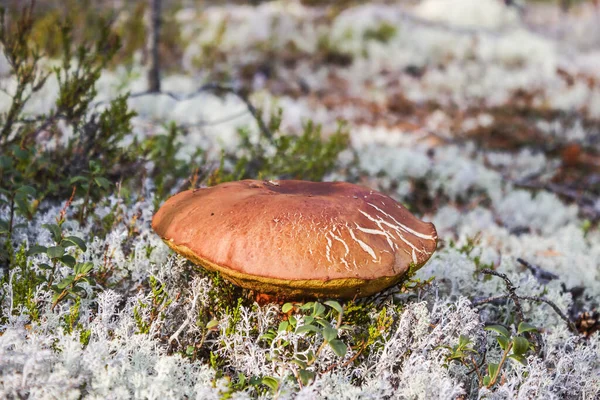 숲에서 버섯따기 우리가 검색어 인기있는 백상아리 — 스톡 사진