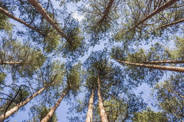 Mavi gökyüzüne karşı uzun ağaçlar. Mavi gökyüzüne karşı bir orman parkındaki yüksek ağaçların tepeleri. Gökyüzüne karşı bir ormanın güzel dikey görüntüsü.