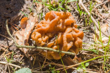 Gyromitra Gigas, Snow sahte Morel, buzağı beyni. Bahar ormanı mantarı makrosu. Bahar ormanında büyük güzel bir mantar.