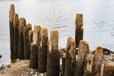 Gölün üzerindeki ahşap bir barajın doku parçaları. Yaşlı ağaç tuz kristalleri ve istiridyelerle kaplıdır.,