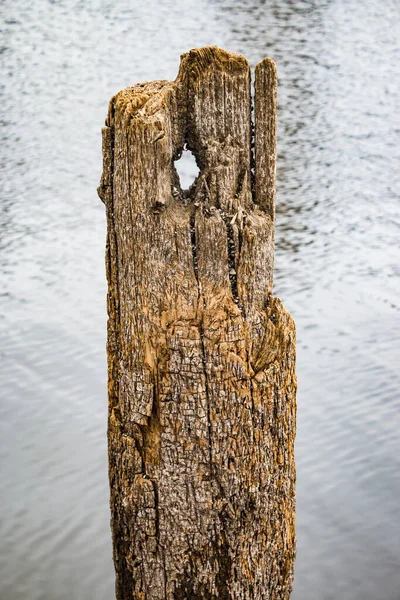Κομμάτια Υφής Ενός Ξύλινου Φράγματος Στη Λίμνη Παλιό Δέντρο Καλύπτεται — Φωτογραφία Αρχείου