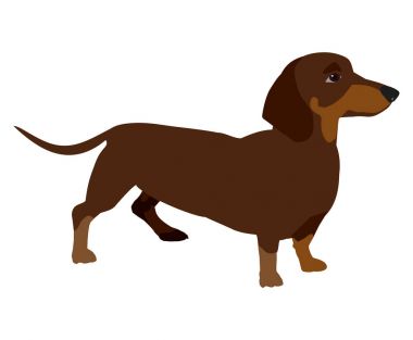 Vektör klip sanat dachshund beyaz arka plan üzerinde