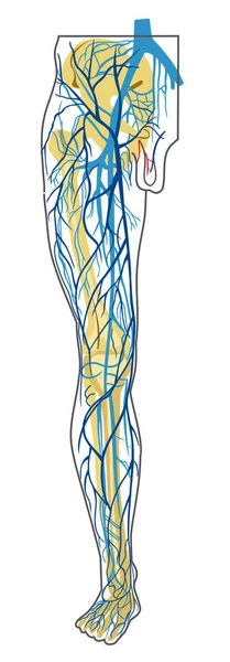 Anatomia humana. veias profundas e superficiais das pernas. desenho vetorial —  Vetores de Stock