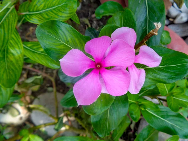 Rosa blomma med grönt blad bakgrund — Stockfoto