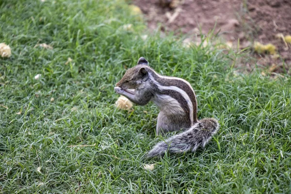 Häufiges Indisches Eichhörnchen Auf Der Suche Nach Nahrung Mit Natürlichem — Stockfoto