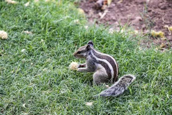 Gemeenschappelijke Indische Eekhoorn Zoek Naar Voedsel Met Natuurlijke Groene Gras — Stockfoto