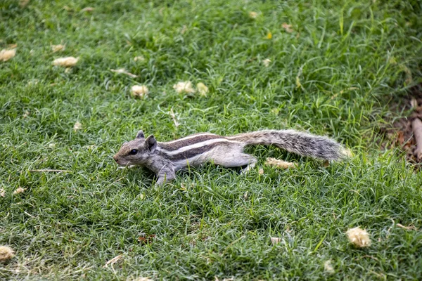 Écureuil Indien Commun Recherche Nourriture Avec Fond Herbe Verte Naturelle — Photo