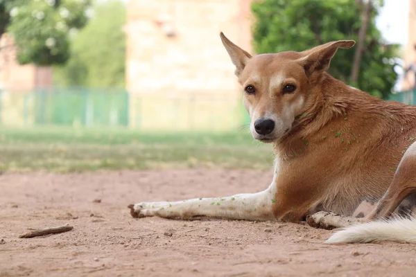 Goldener Hund Liegt Park Mit Bokeh Hintergrund — Stockfoto