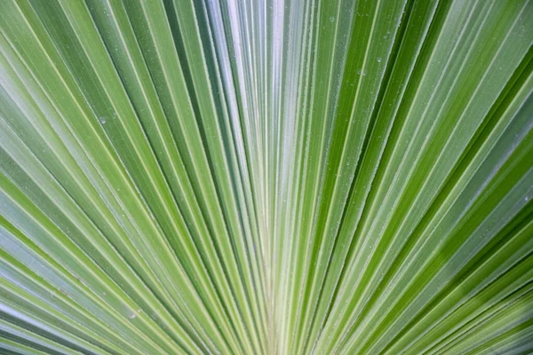 Hoja Palma Rayada Fondo Textura Verde Abstracto — Foto de Stock